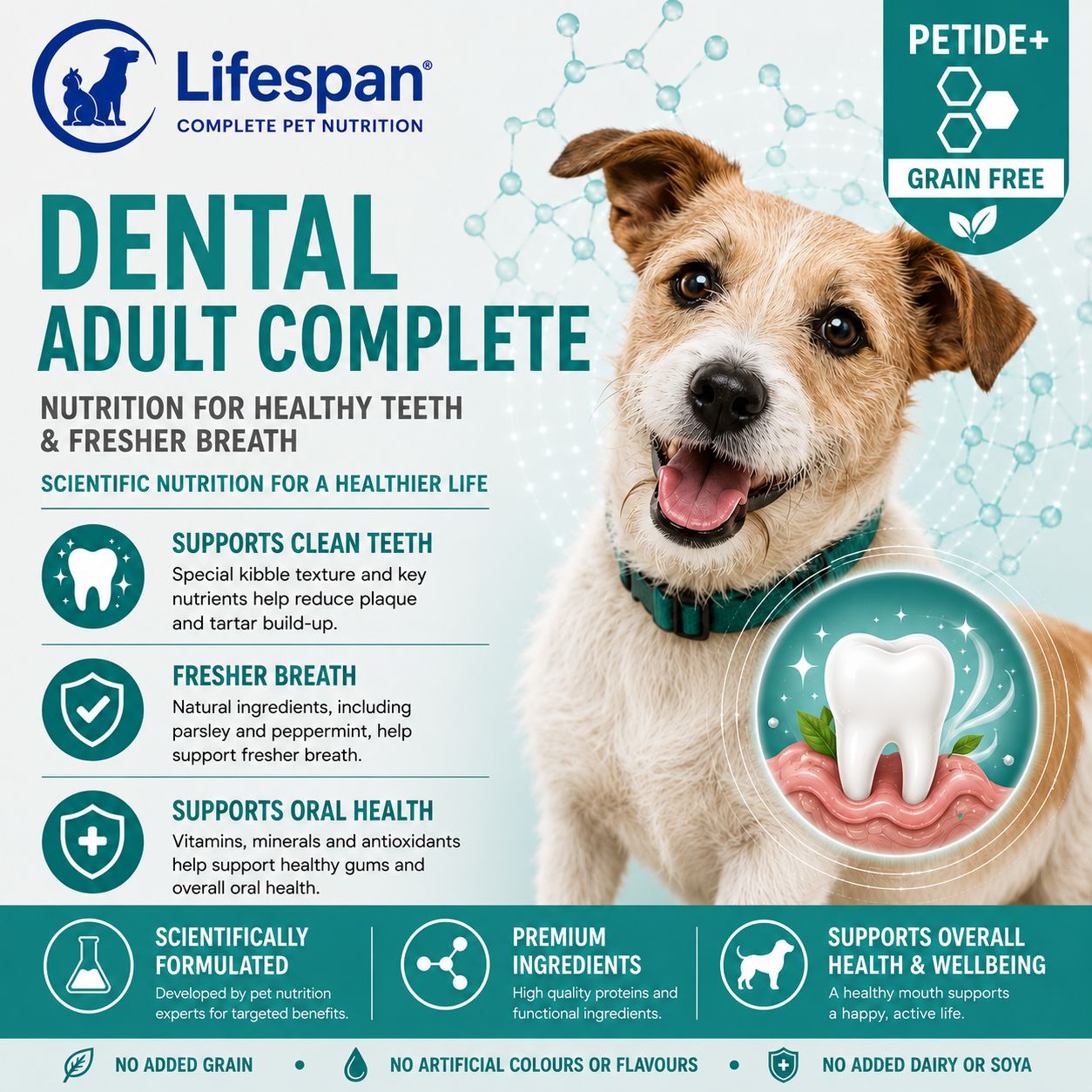 dental care dental care