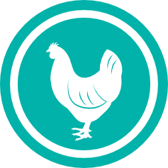 chicken