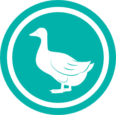 duck