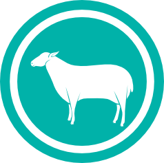 lamb