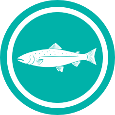 salmon 1