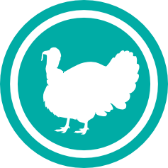turkey